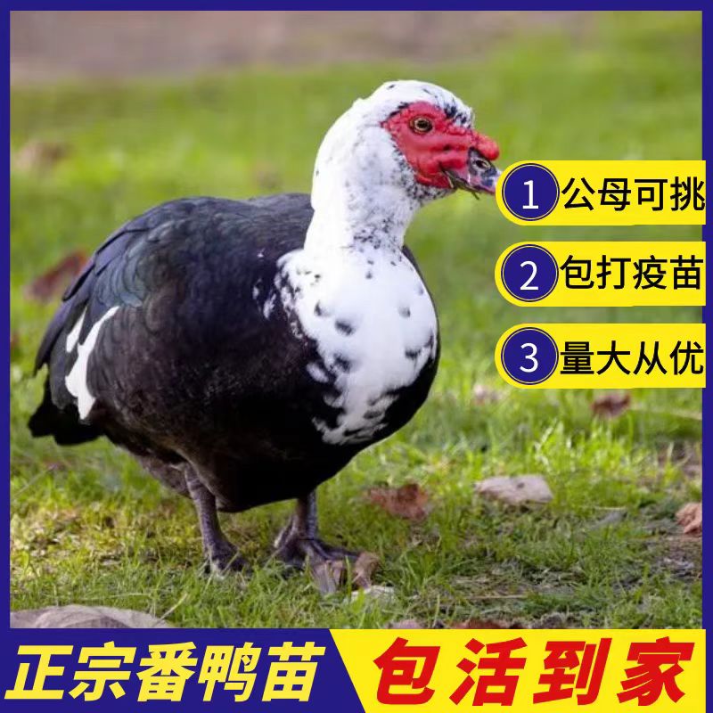 w【大种黑番鸭】脱温番鸭苗西洋鸭火鸭鸳鸯宠物鸭