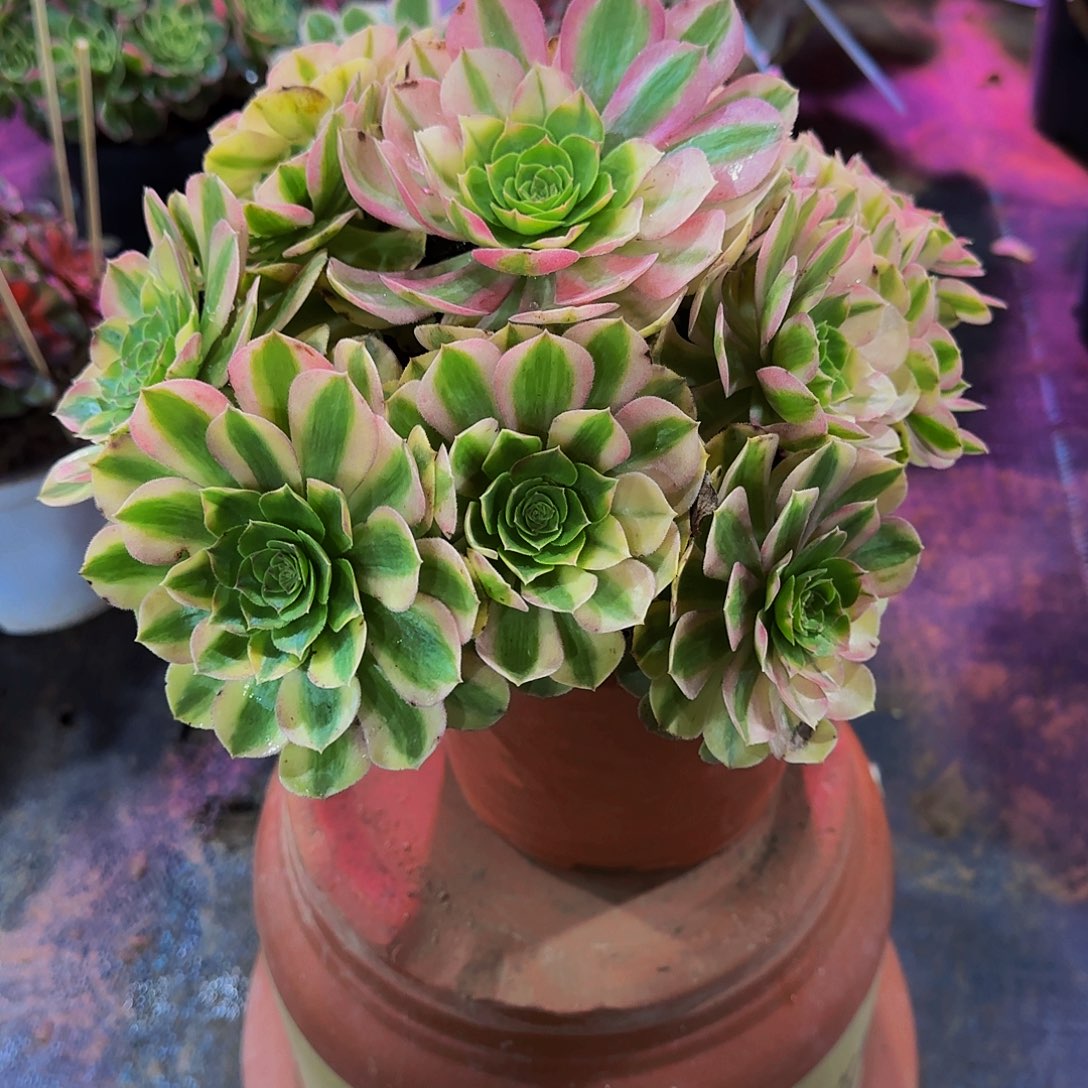 老庄雨荷轮回法师58.8