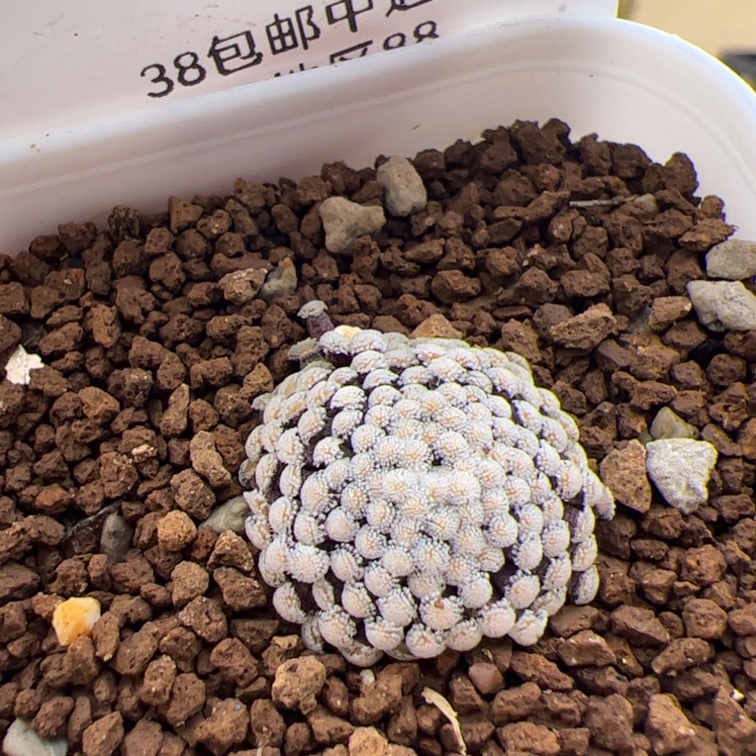 151号松针牡丹2.26多肉