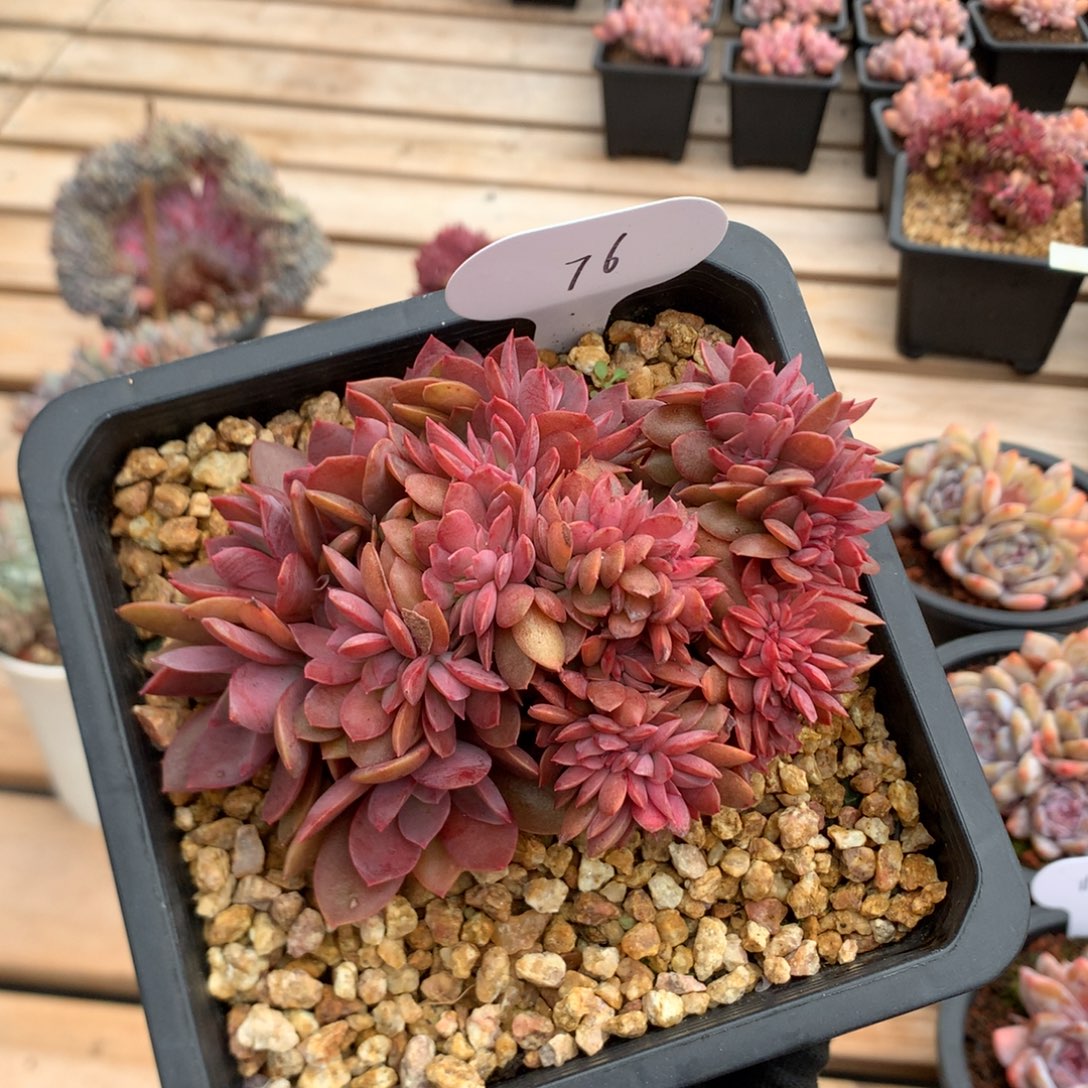 12厘米花筏缀  特价 76