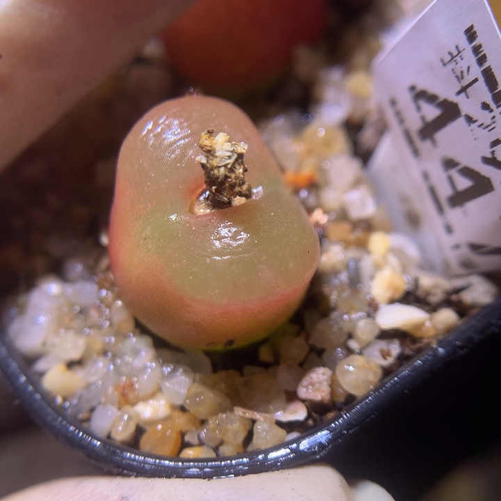 精品生生花29.447