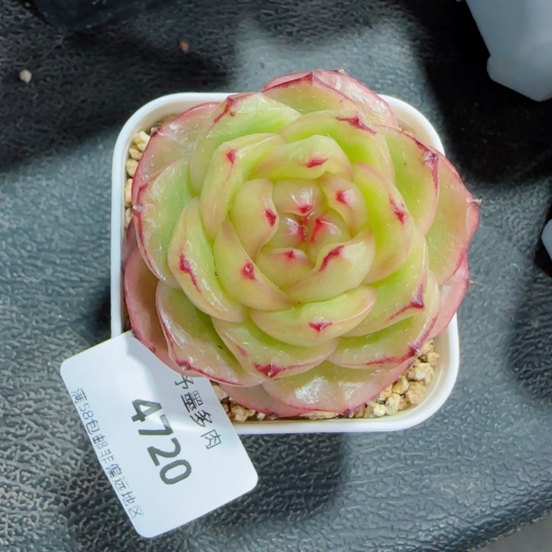 玉芷珍妮，4720多肉