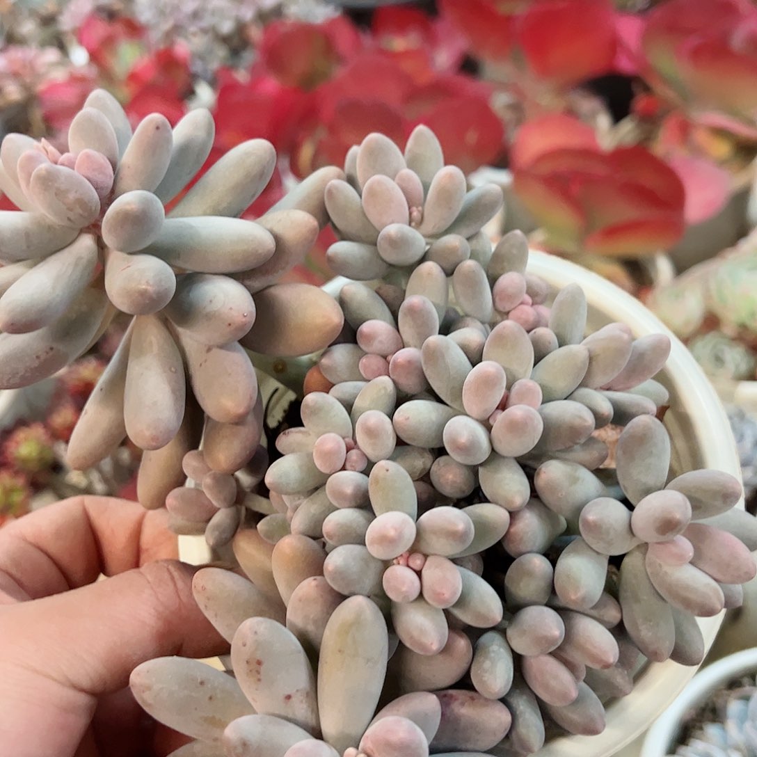 汤圆大盆整桩无砍