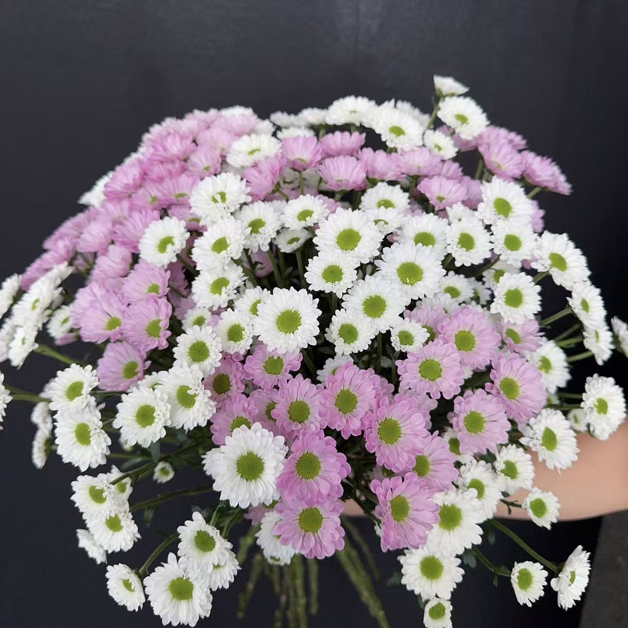 【花之物语】小仙女+凯蒂白小菊 包邮