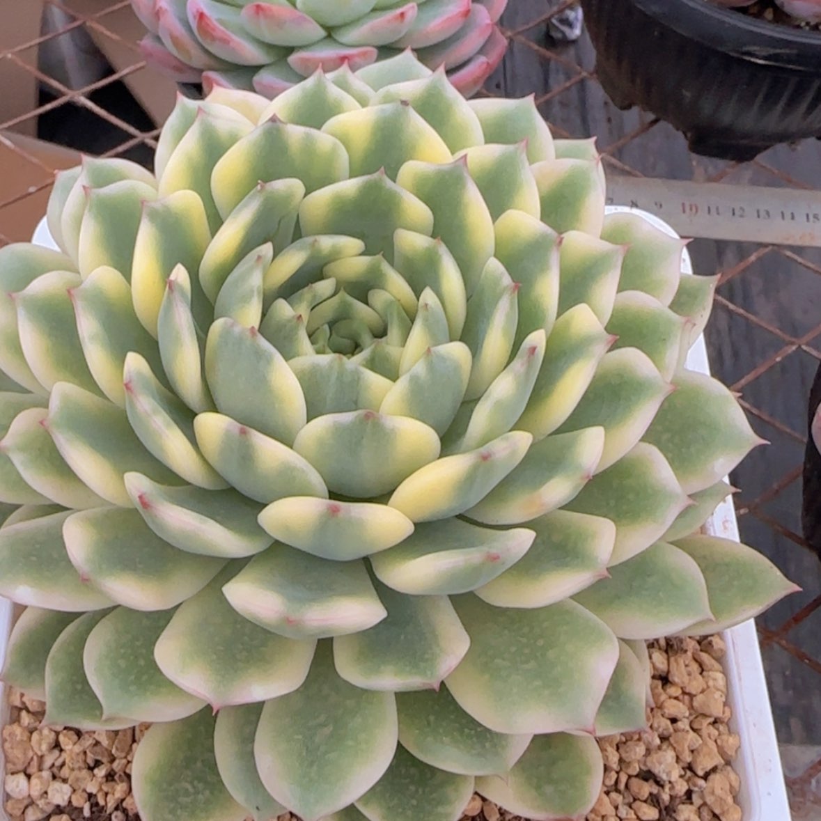 【闪购商品】十秋锦39.9