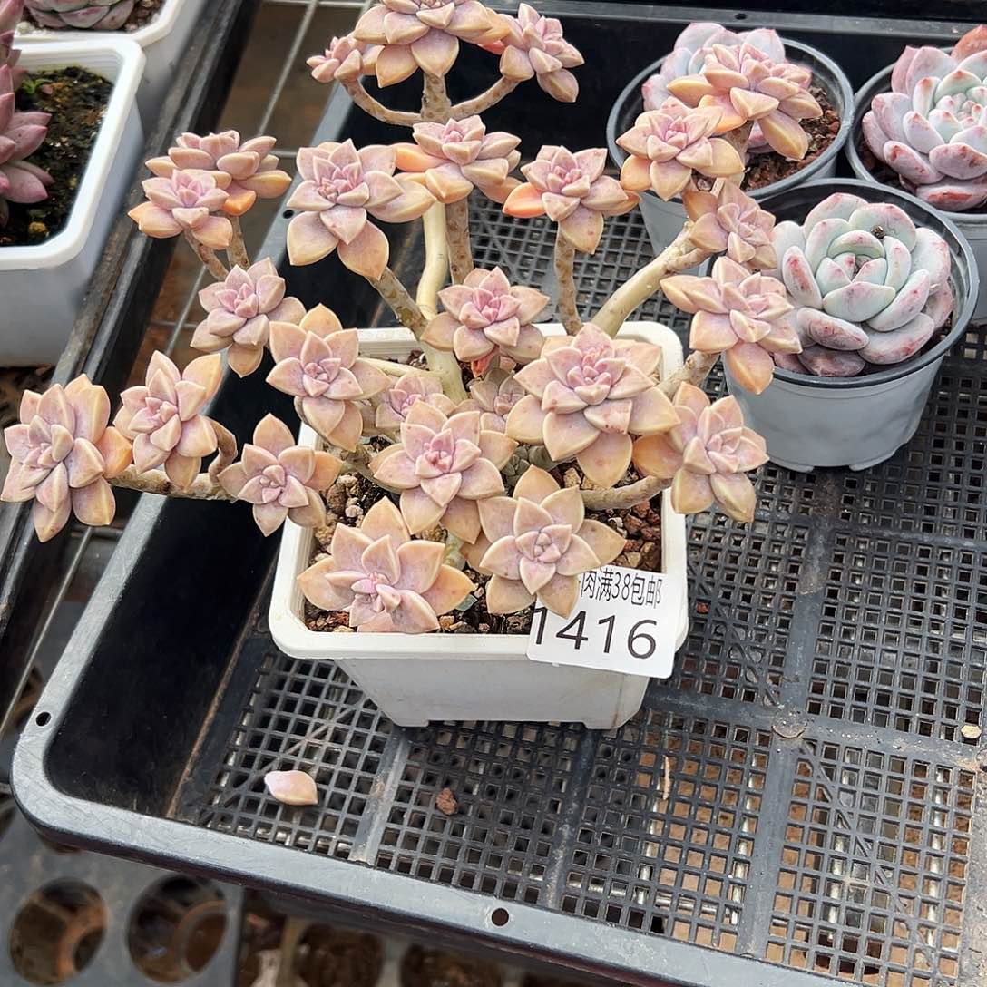 小***堡多肉一物＿拍植物1416