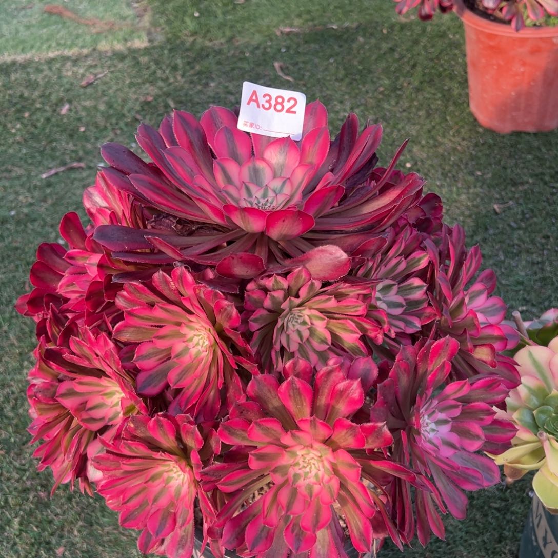 红铜白多肉植物法师