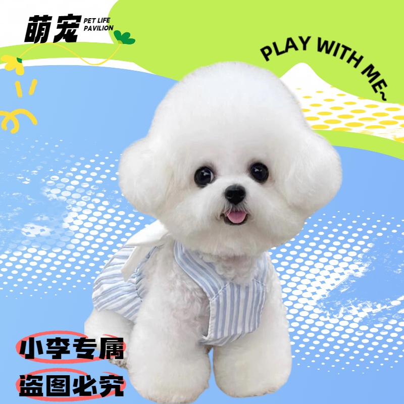 如何挑选狗狗比熊博美弟弟600