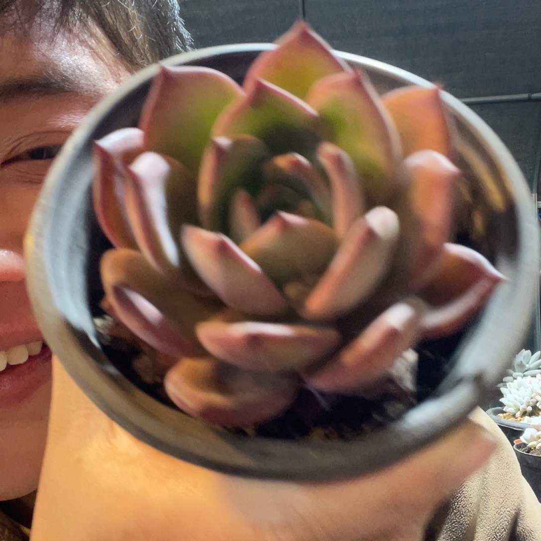 夜魔侠满20包邮脱土发货