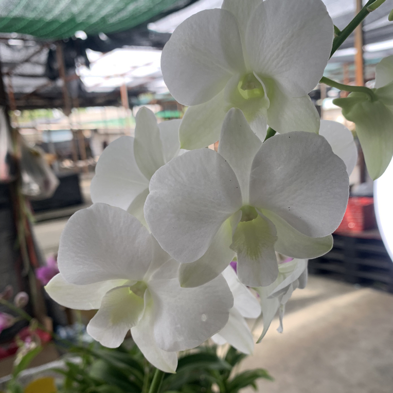 白钻石 直立性 大朵型 泰秋