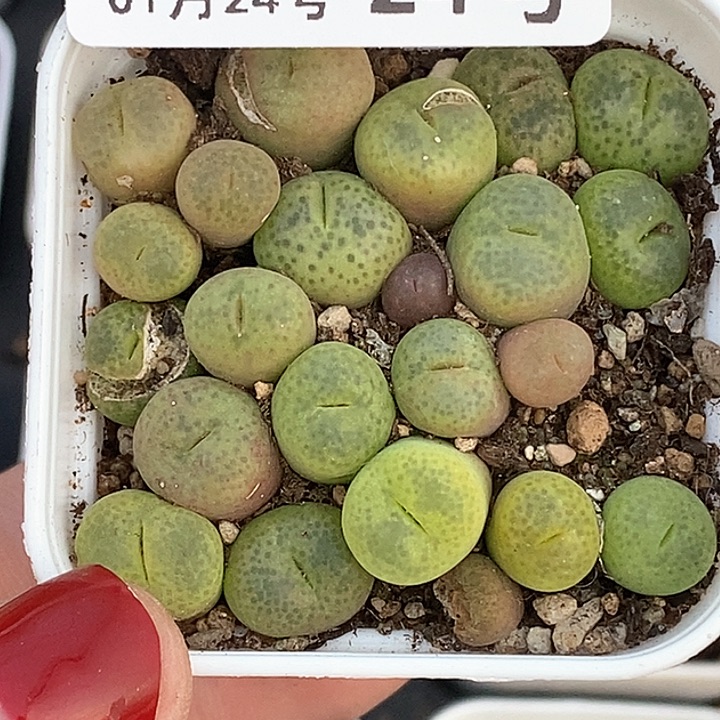 桃喜花园0124-24翠光玉切糕