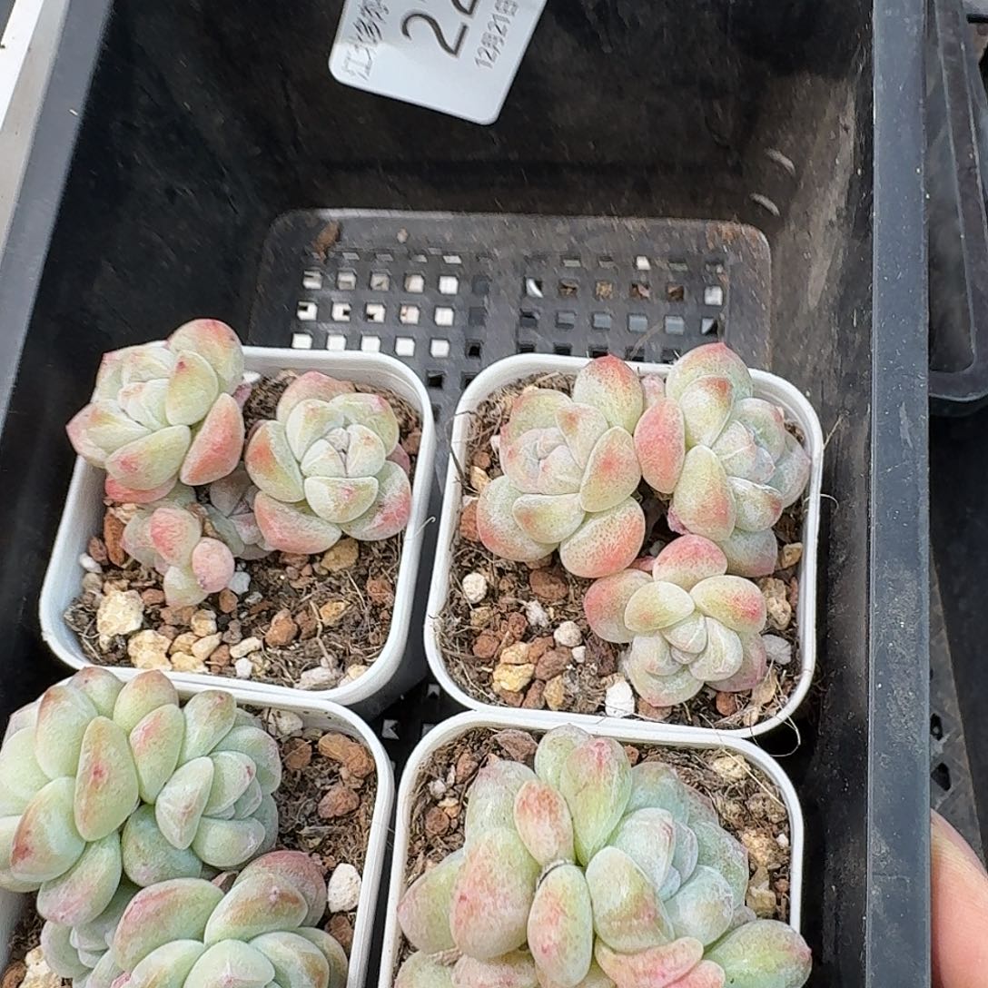 22 号到手1框一物一拍