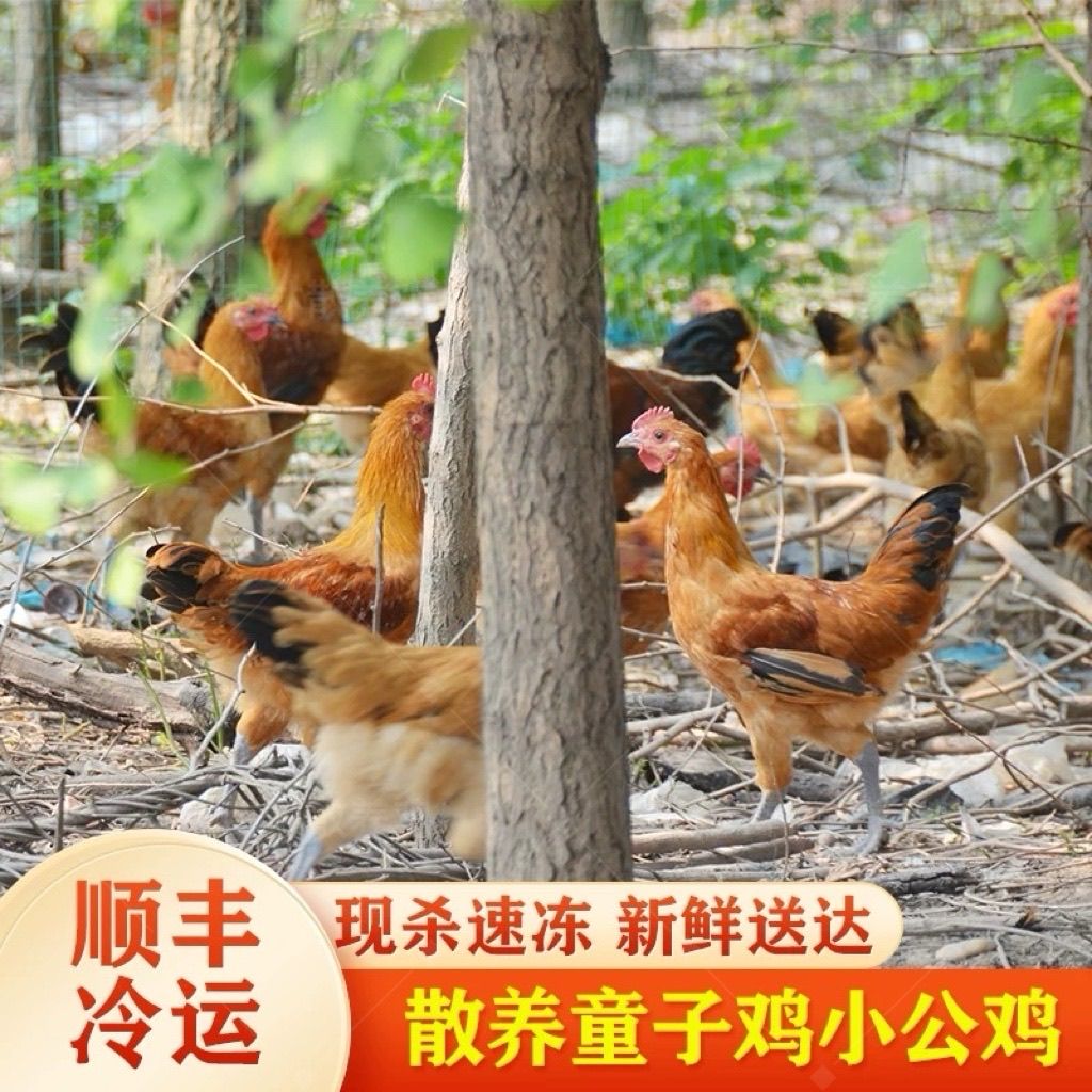 顺丰包邮农场直发散养童子鸡现抓青脚细爪土鸡新鲜美味坏单包赔