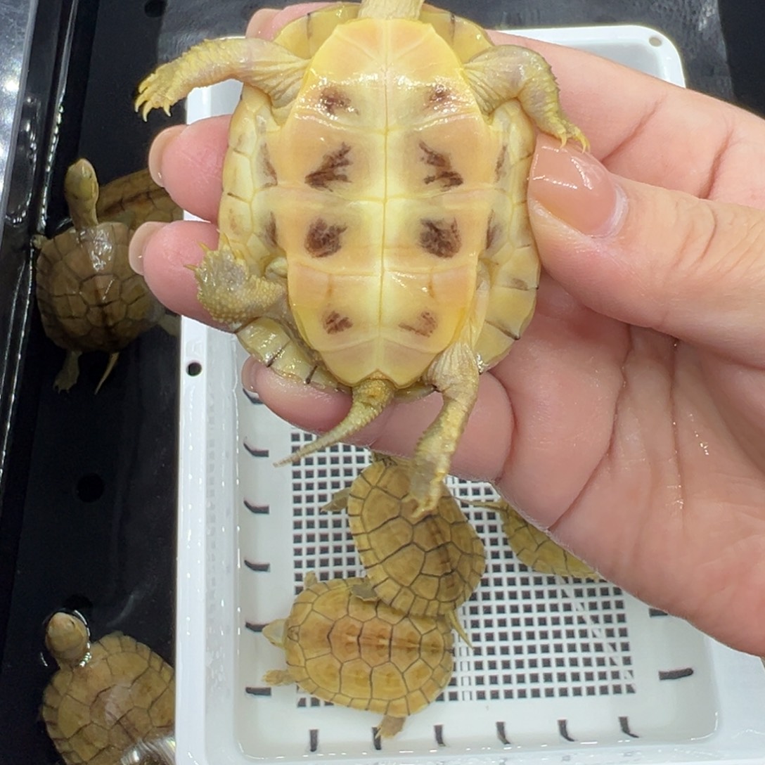 冰***式宠物龟不分公母小青