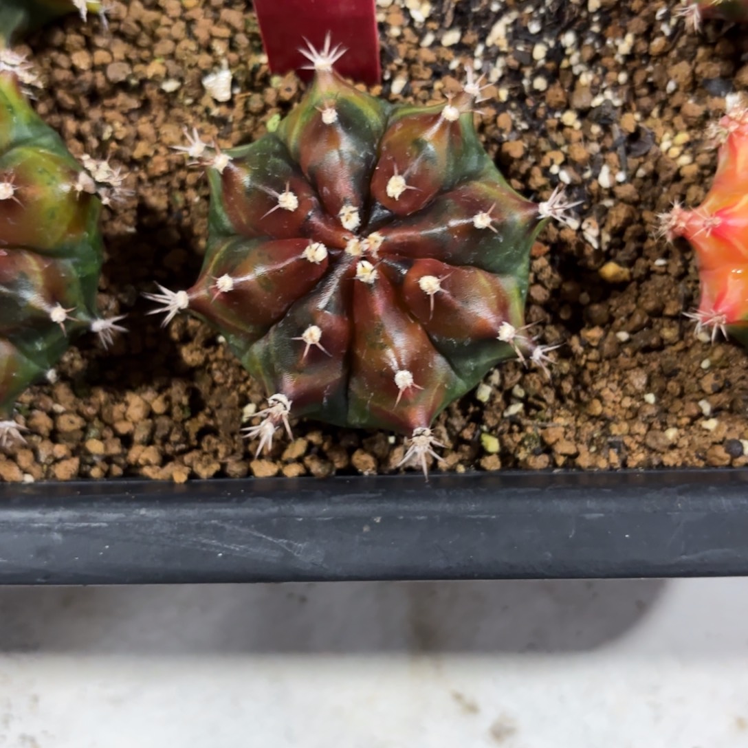 泰国米哈双杀710-1130