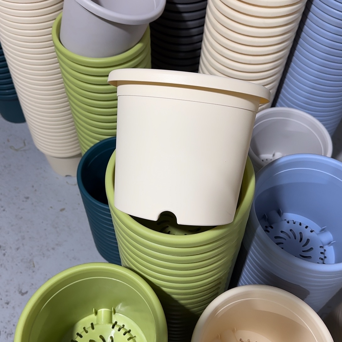 微瑕3号10个无托，米黄