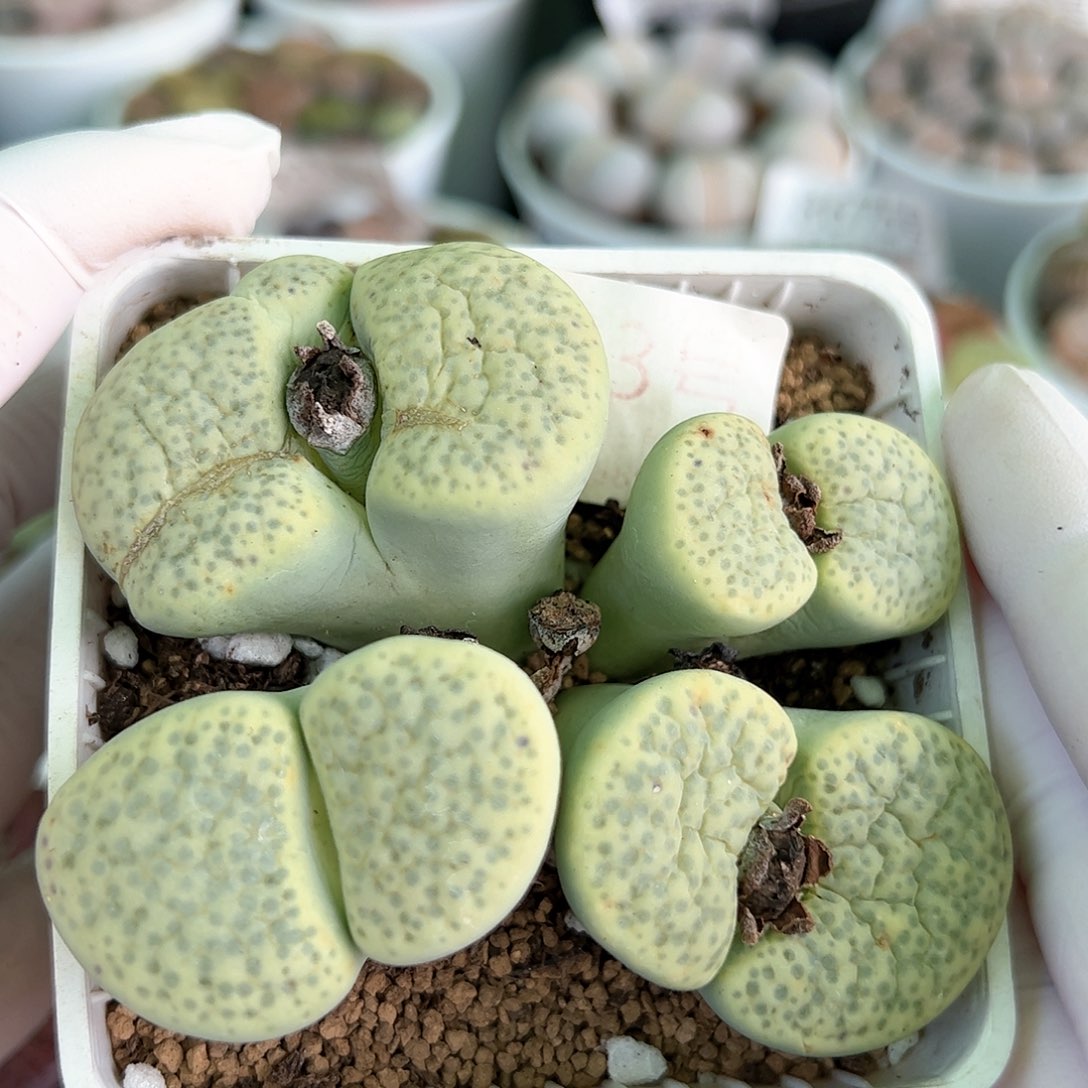 好养易活生石花大母本9753