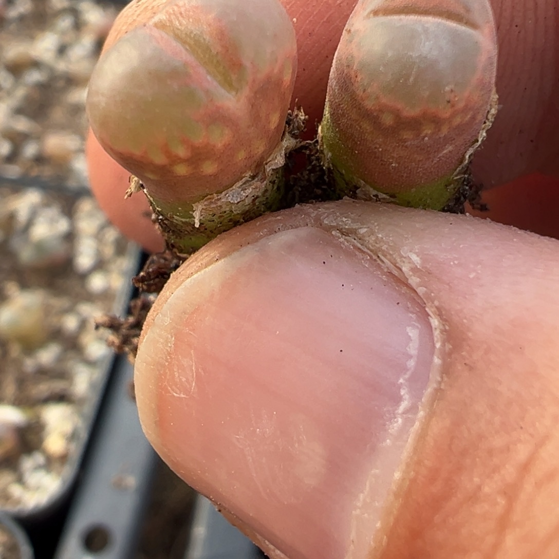 8-59量拍粉c10  4颗