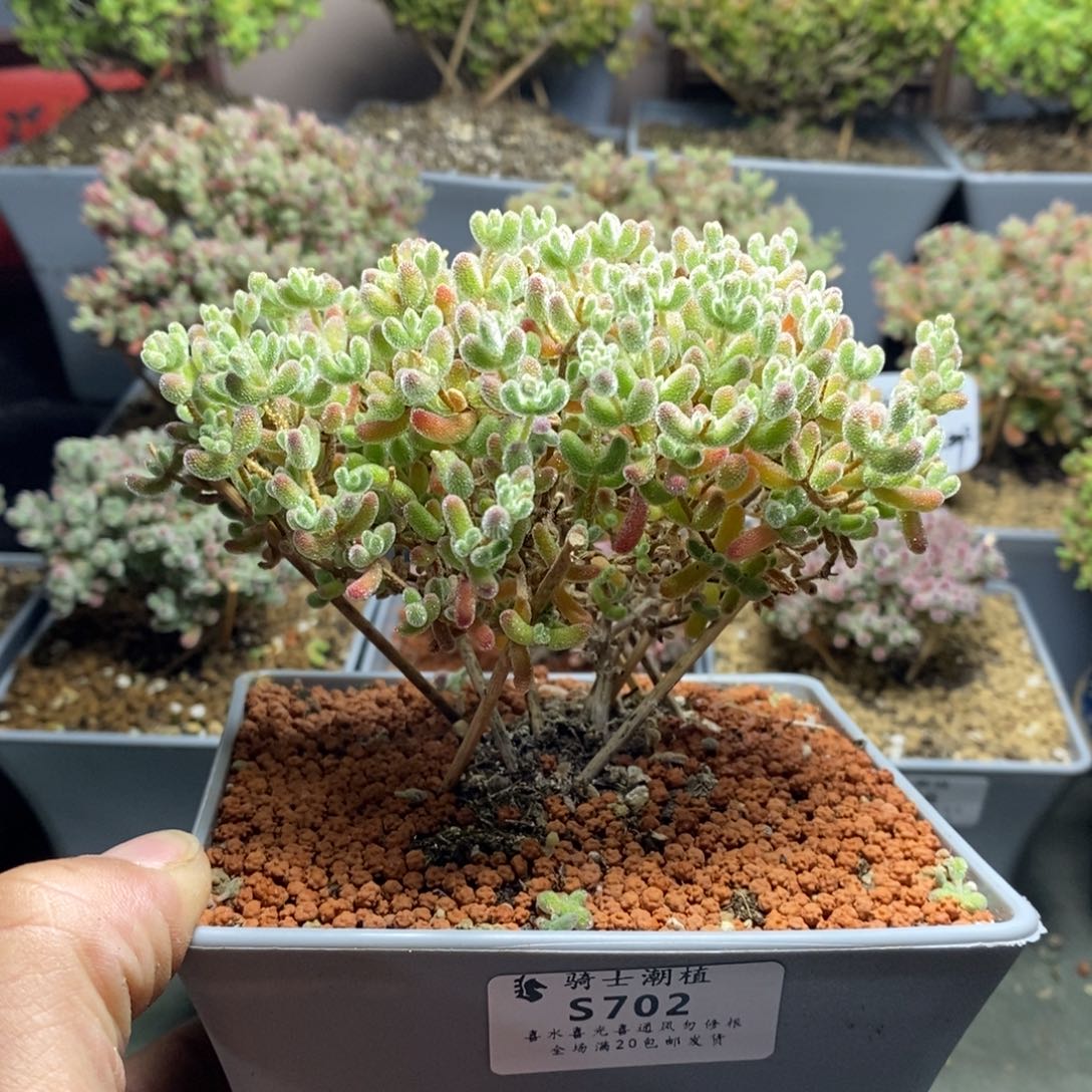 708优选冰晶枝干炸