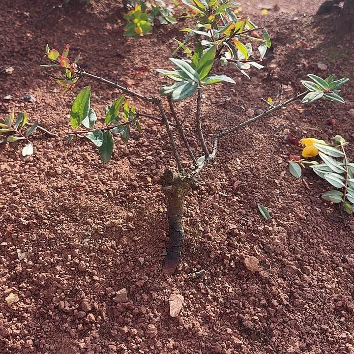 当前无花栽培后可以开花