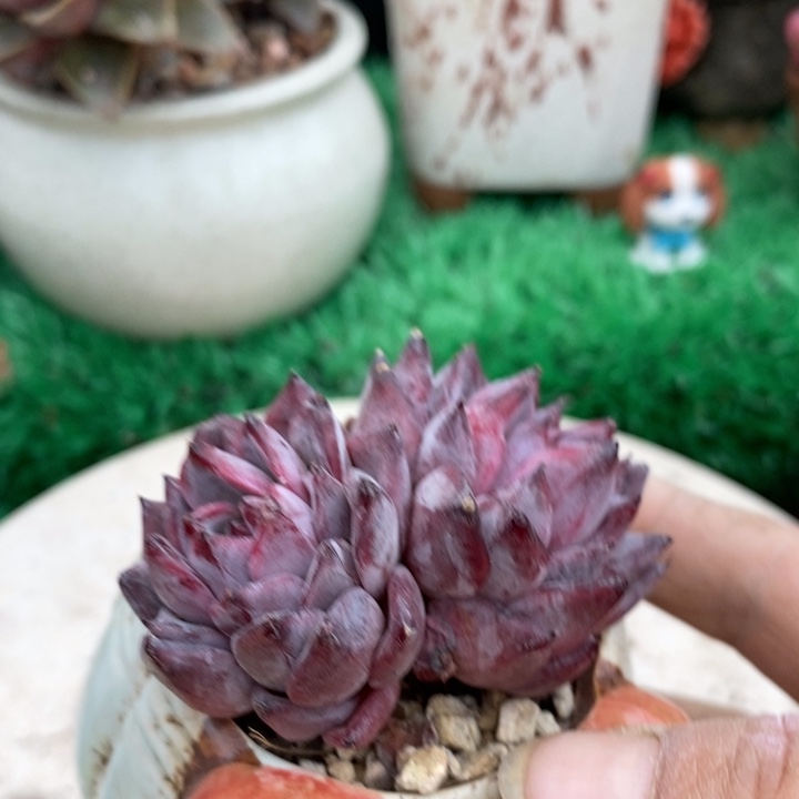 绿龙杂整无砍小老桩多肉