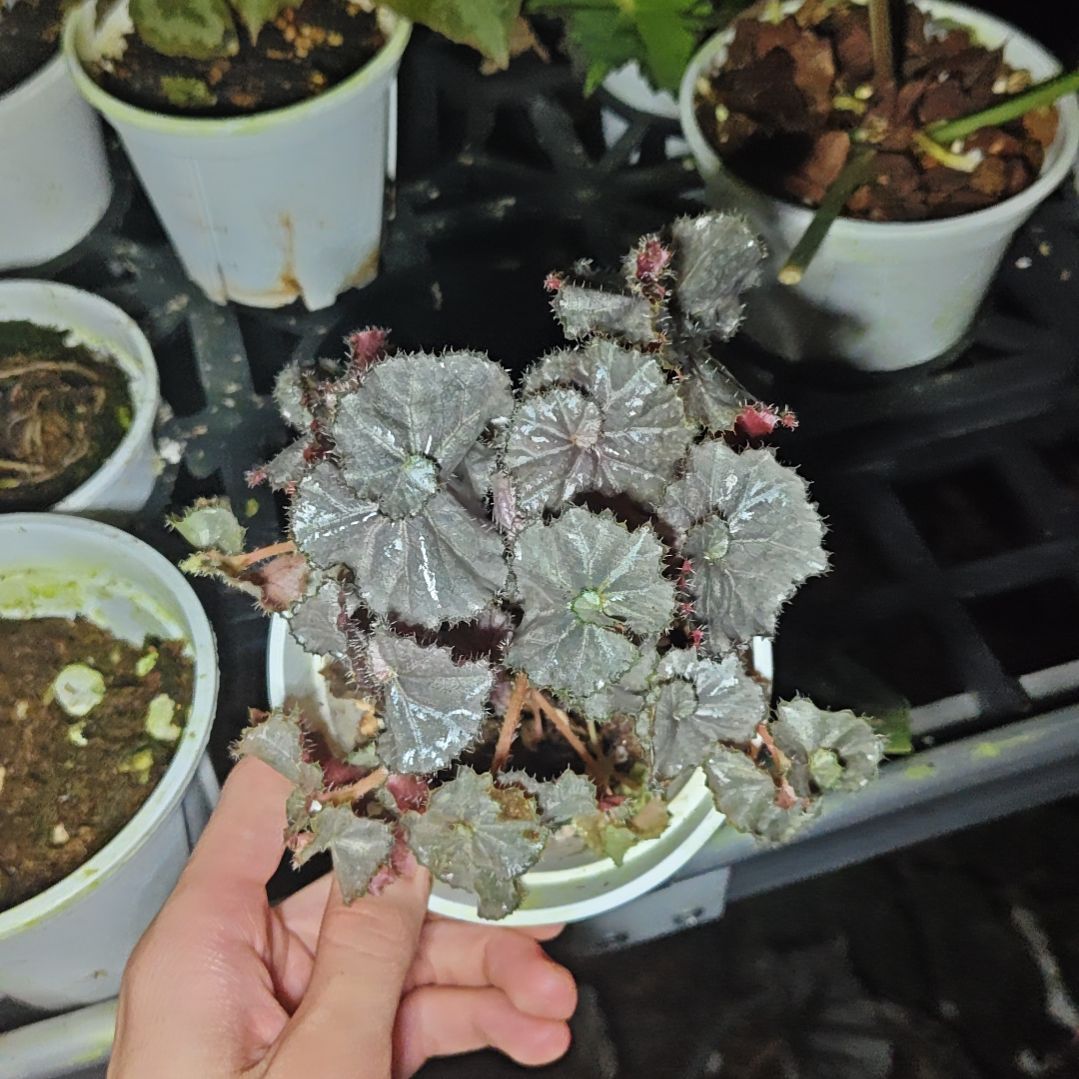 一元硬币秋海棠一物一拍