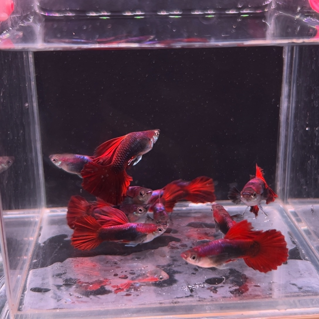 孔雀鱼菊花帆褶扇孔雀鱼8条备损2条到手10条