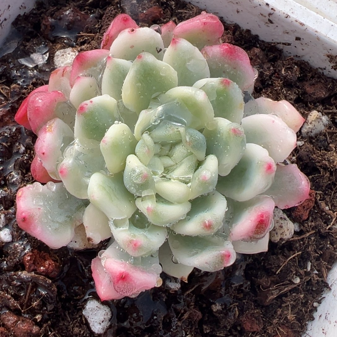 蓝苹果锦白锦，覆轮锦