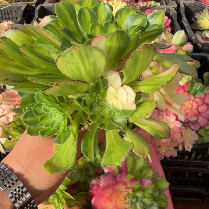 布***丁大知否无根多肉植物