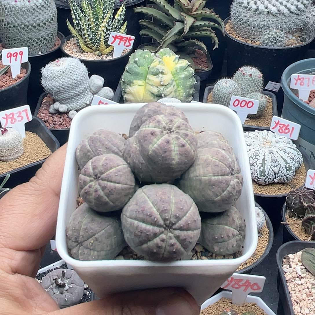 10头粉肌欧系布纹球 致远多肉