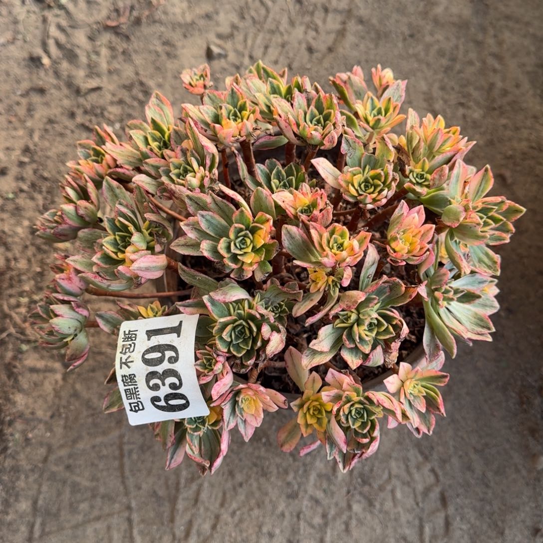 法师甜茶6391 16-6