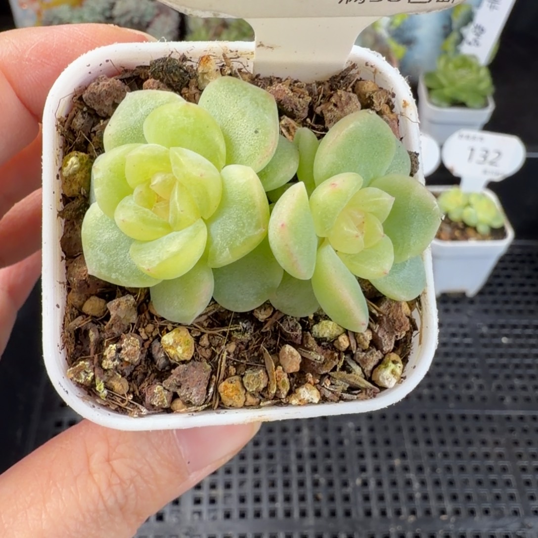 青柠甜心双头137号