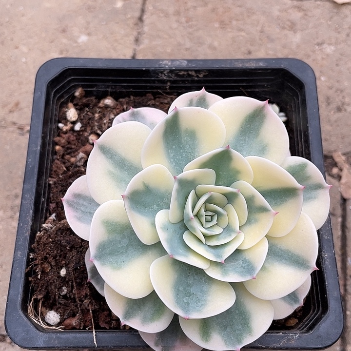 玉蝶锦一物一拍锦龙