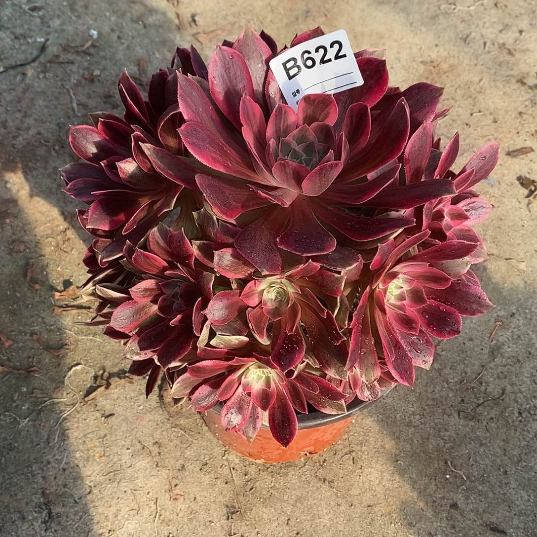 魏*玉幻莎多肉植物622