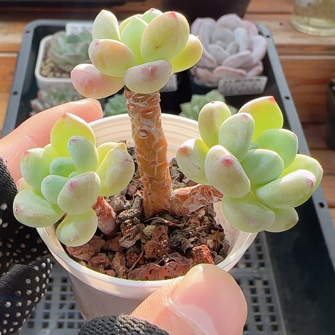 多肉0921--33罗琦小老桩