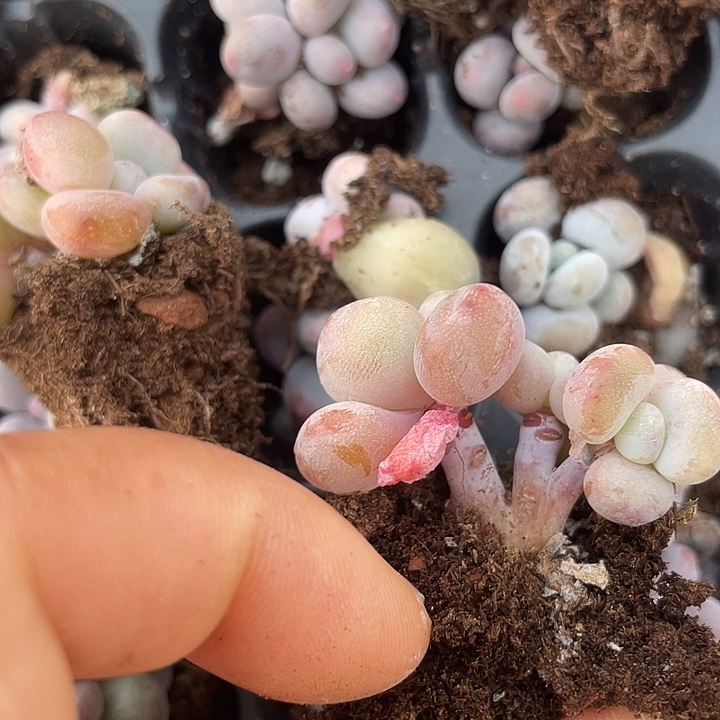 粉兔群小树差随机发满18包邮4头