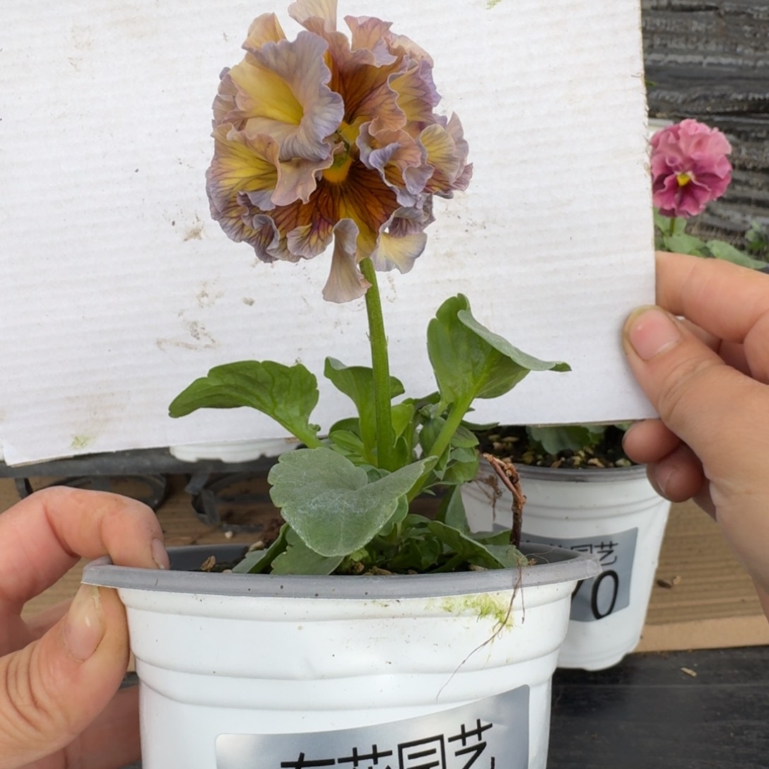 无花朵372号角堇