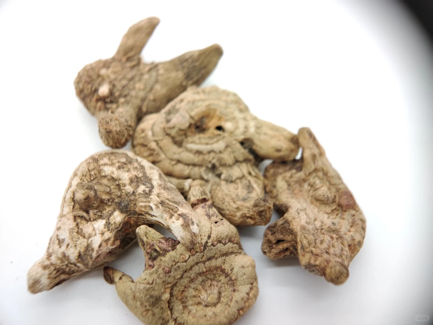 【小芳现收】云滇 高山高原-紫-花-三-叉-大-白（非种植-白芨）