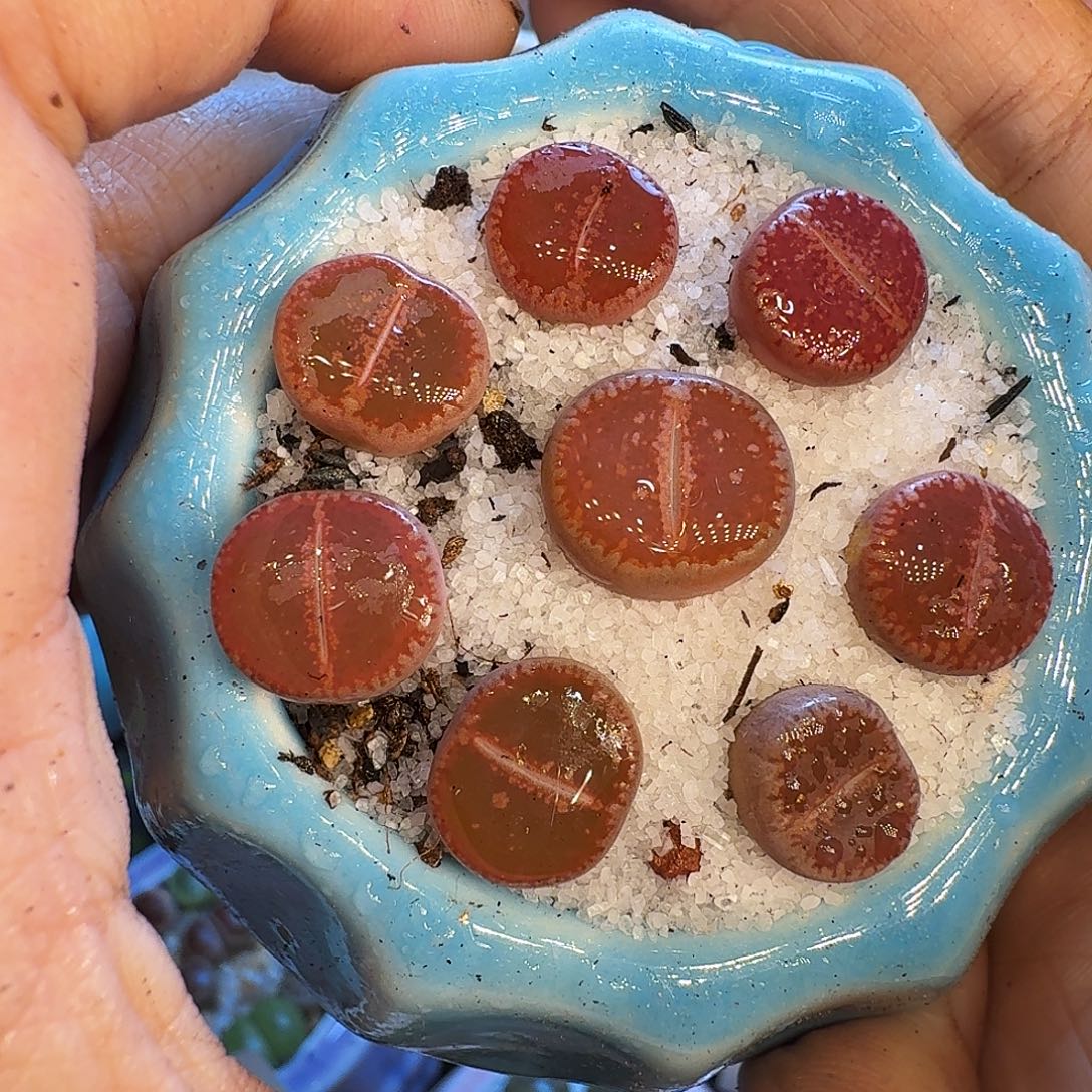 多肉植物开播福利冲839