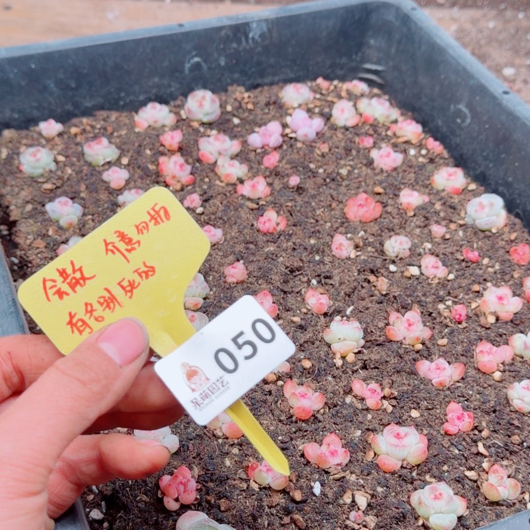 多肉植物多肉植物