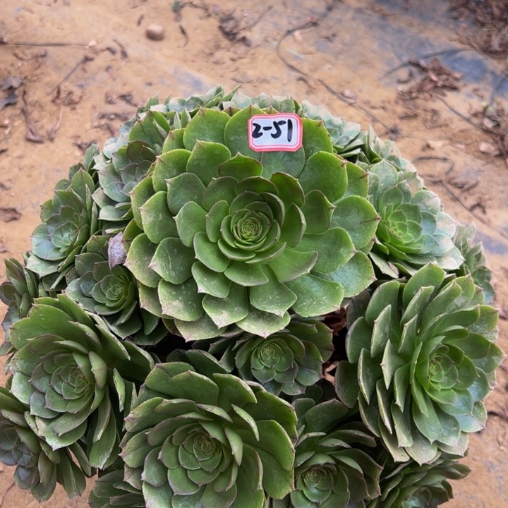 万拉丝多肉植物2-51