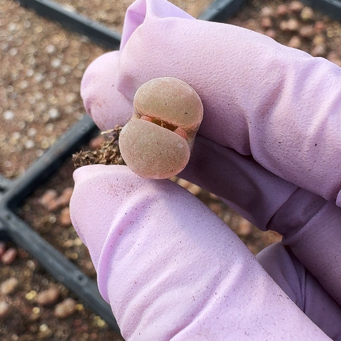 多肉植物福利风铃867