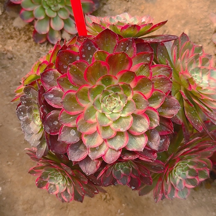 4-79莲花座多肉法师