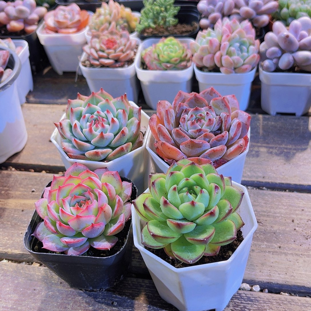 四盆11111111111111111