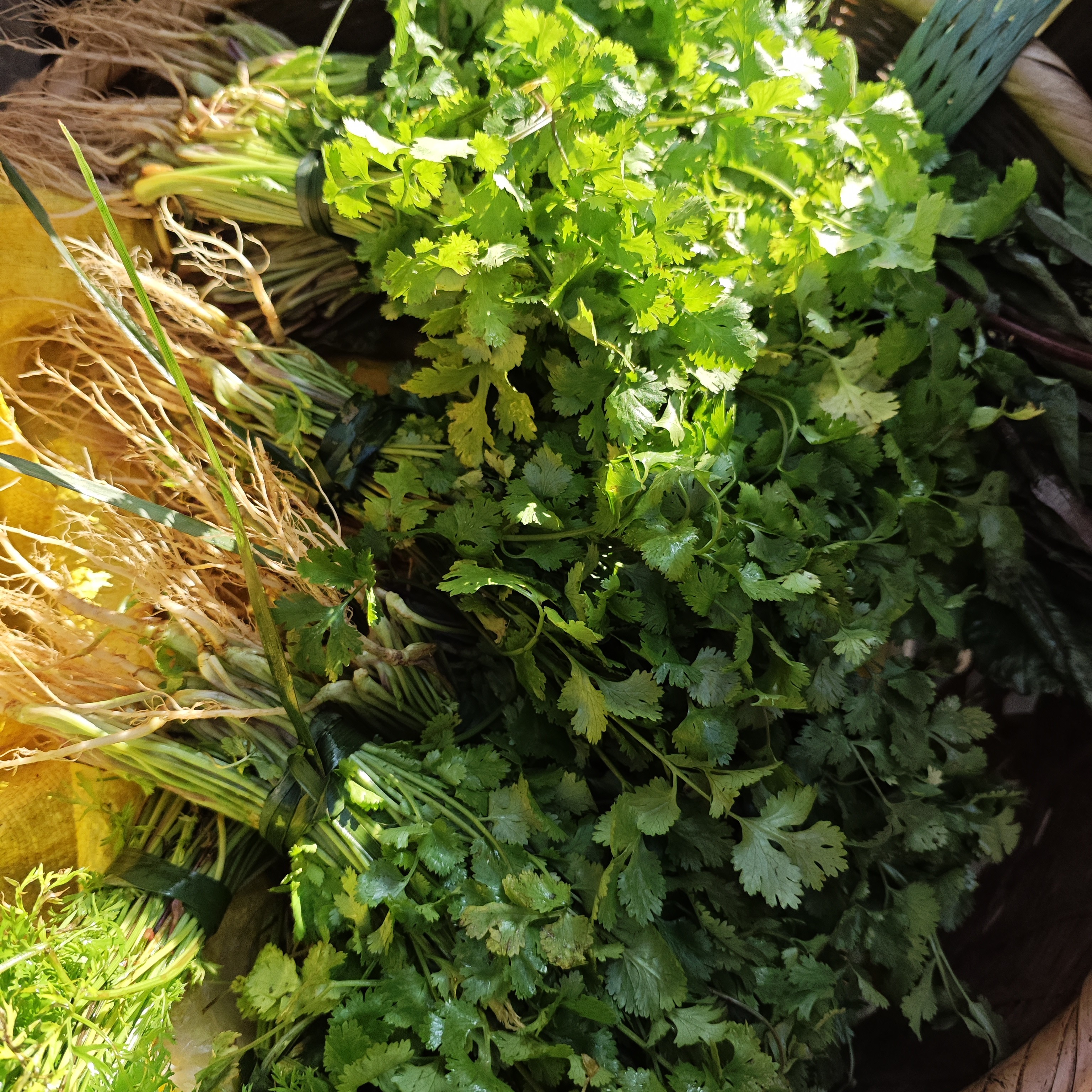 湘西本地农家香菜