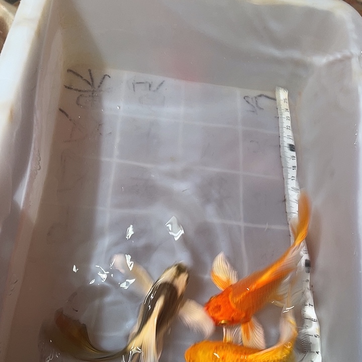 蝴蝶鲤鱼渔场直发104