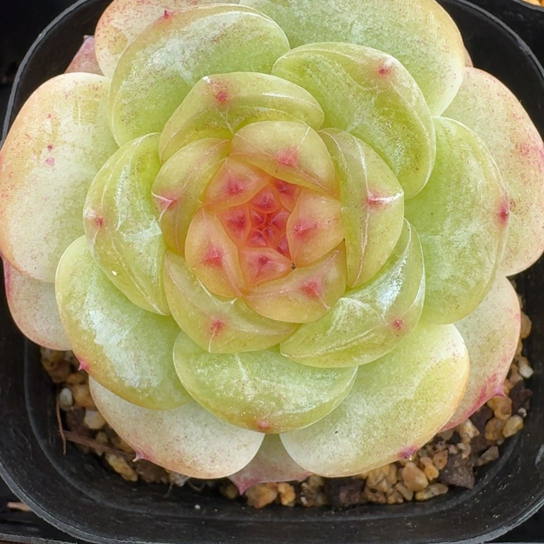 红陶0207-12-松青