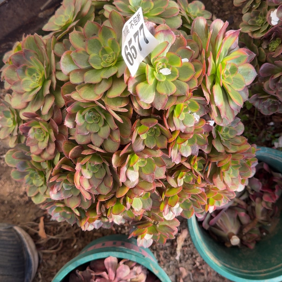 17-23法师琳琅6577