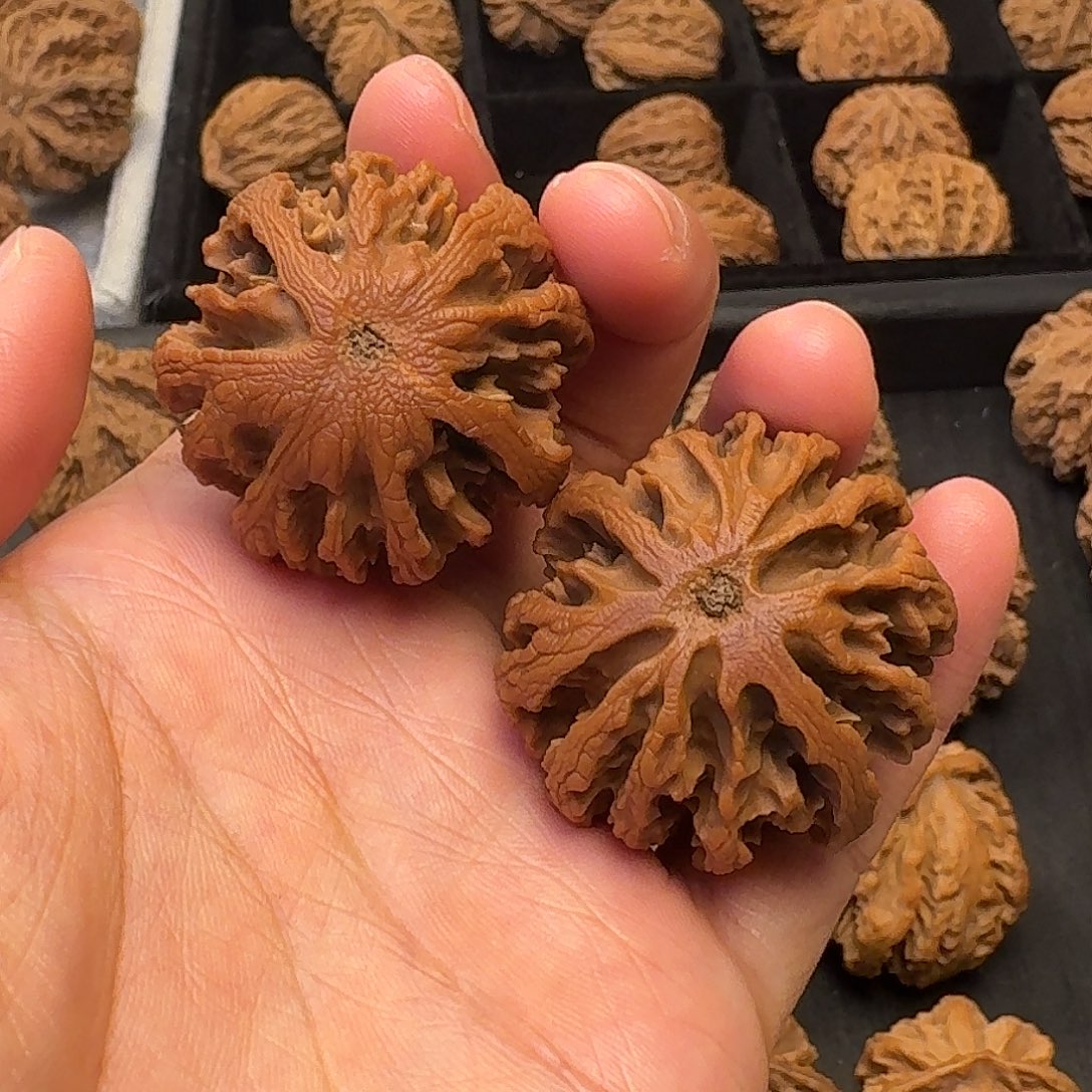 核桃突突突突突突突突突突突突突突