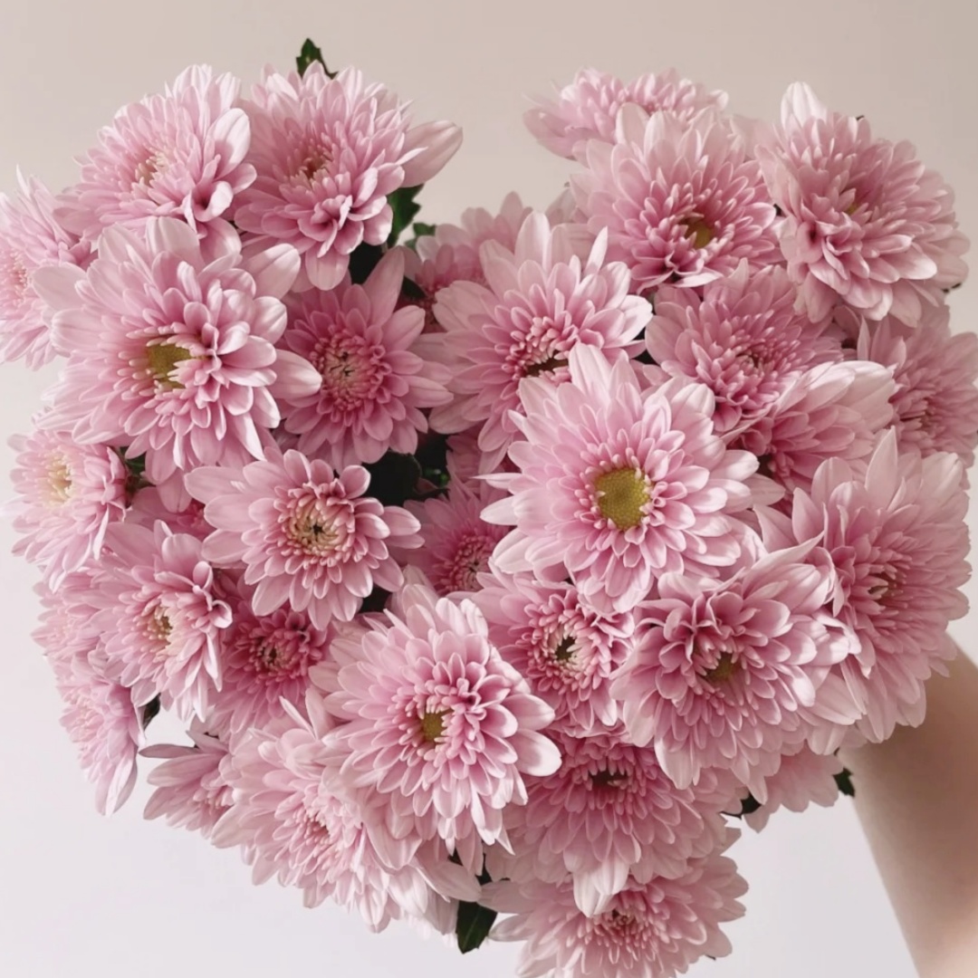 【花之物语】小雏菊汉城粉 包邮